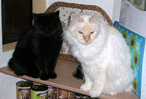Tibor und Kimba
